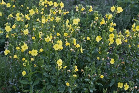 Evening primrose
