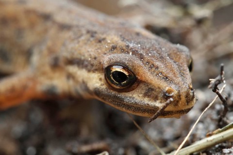 Common newt