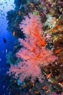 Hemprich's tree coral