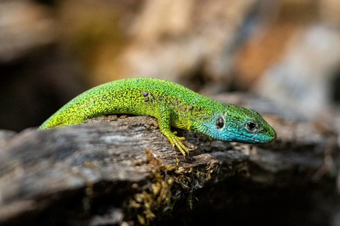 Green lizard