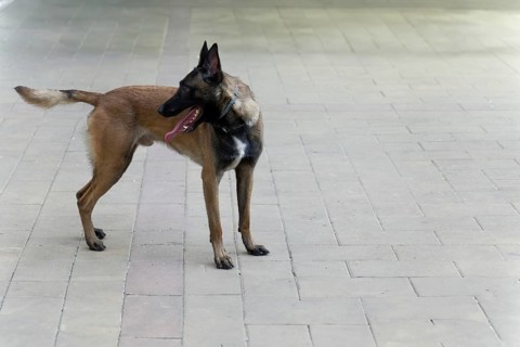 Closeup of a Belgian Shepherd Malinois dog for police work