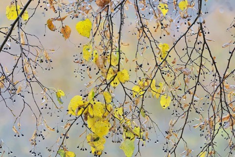Linden tree