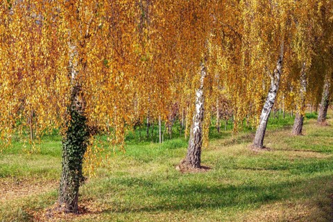 Birches