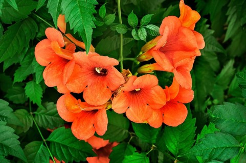 Trumpet creepers