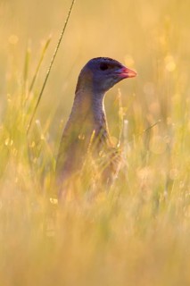Corn crake