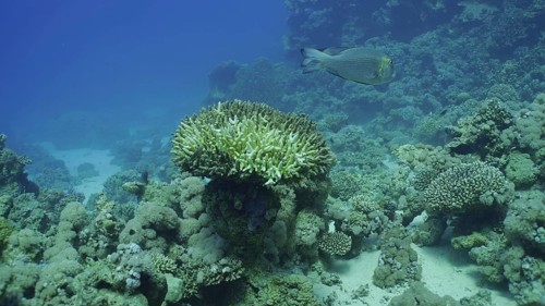 Bleached Hard Table Coral Acropora. Bleaching and death of corals from excessive seawater heating due to climate change and global warming. Decolored corals in Red Sea