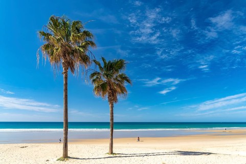 Palm trees on the beach of Conil de la Frontera