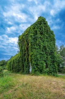 House overgrown with wild vines in the Spreewald near Luebben