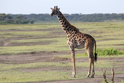 Masai giraffe
