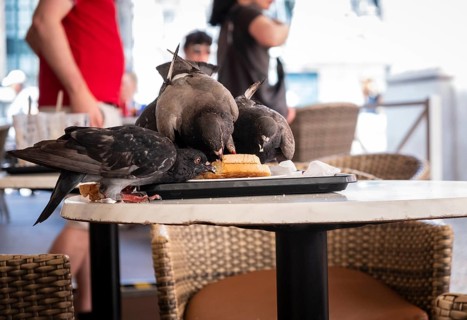 Pigeons eating a sandwich left by humans on the terrace of a restaurant