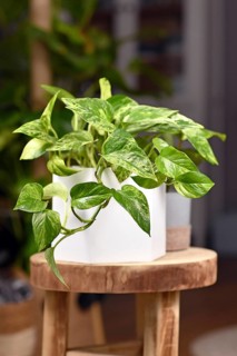 Tropical 'Epipremnum Aureum Marble Queen' pothos houseplant with white variegation in flower pot on wooden table
