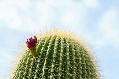 Close-up of a Neobuxbaumia Polylopha cactus with colorful flowers