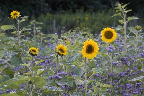 Sunflowers