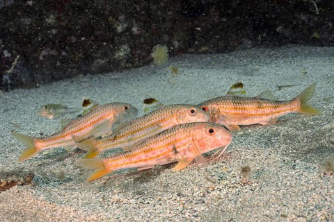Several specimens of striped red mullet