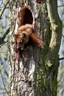 Pine marten