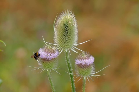 Wild teasel