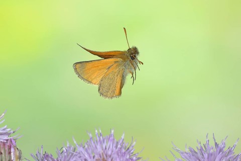 Large skipper