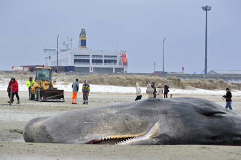 Stranded sperm whale