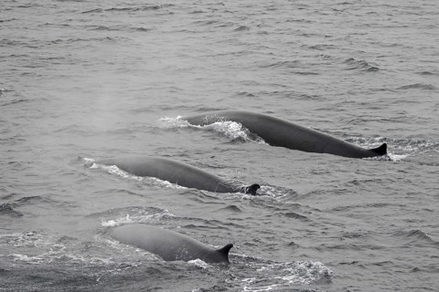 Three fin whales