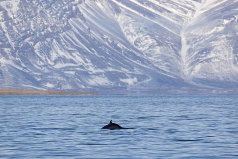 Northern minke whale
