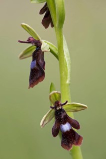 Fly orchid