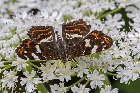 Map butterfly