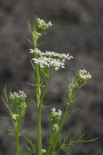 Caraway