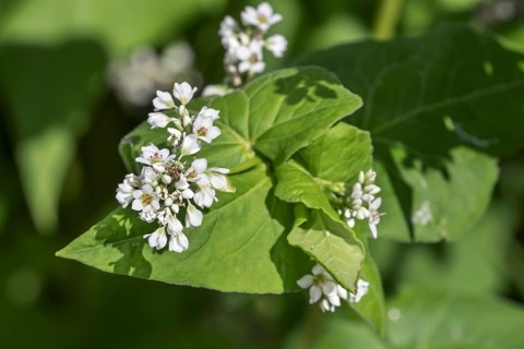 Buckwheat