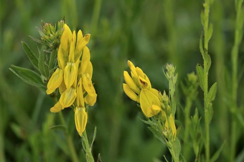 Dyer's Broom