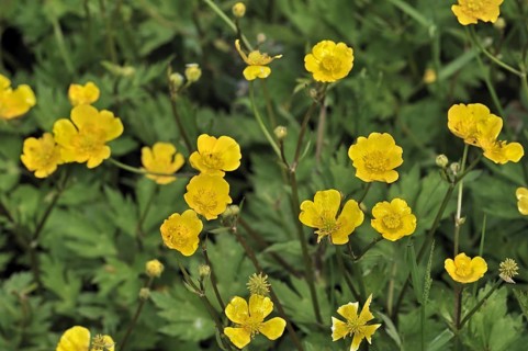 Creeping buttercup