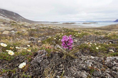 Woolly lousewort