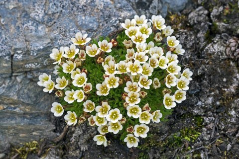 Tufted alpine saxifrage