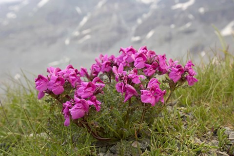 Long-nosed lousewort
