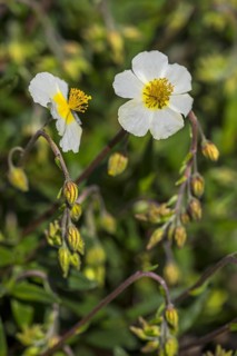 Common rock-rose