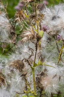 Seeds and seedheads