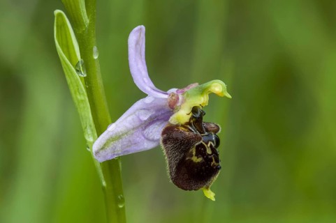 Late spider orchid
