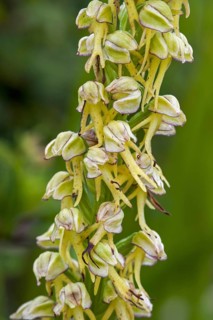Man orchid