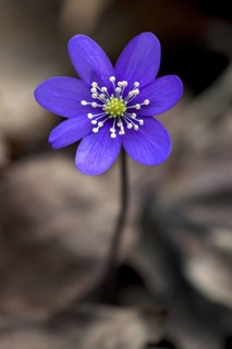 Common hepatica