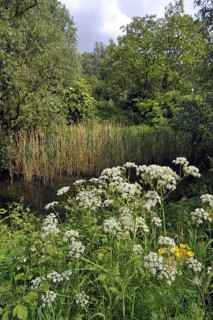 Cow Parsley