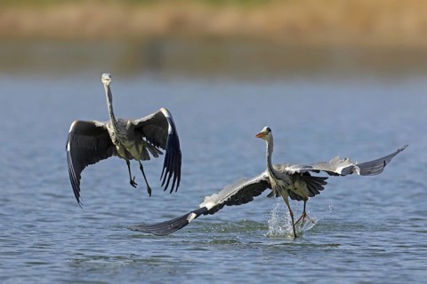 Two grey herons