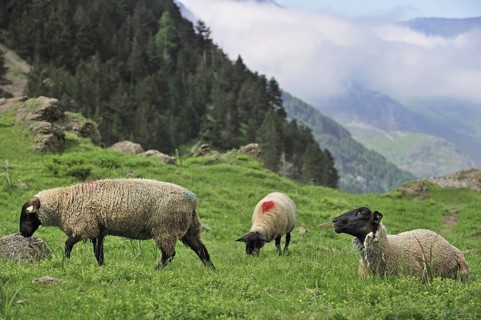 Flock of domestic sheep
