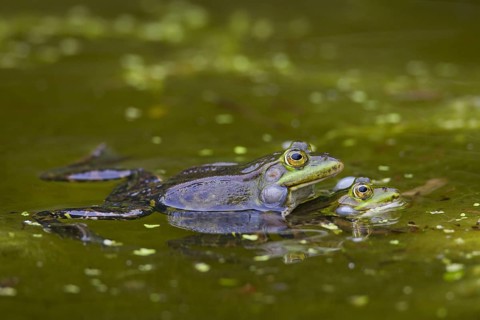 European edible frogs