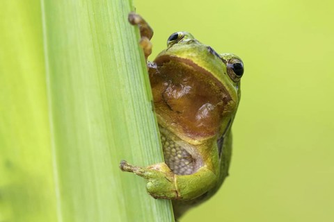 European tree frog