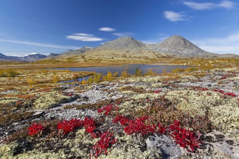 Alpine bearberry and reindeer lichen on the tundra in autumn and the Stygghoin mountain range at Doraldalen