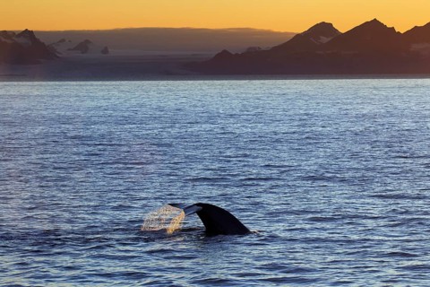 Blue whale
