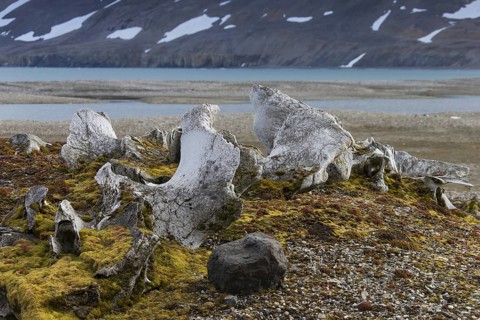 Discarded bones of bowhead whale