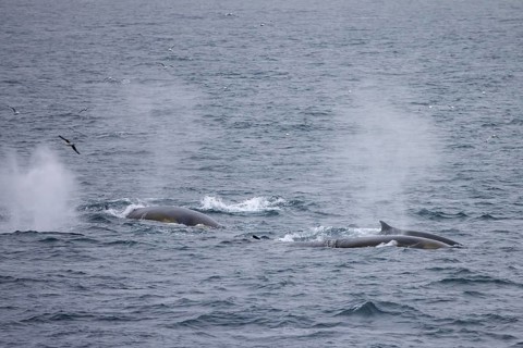 Fin whales