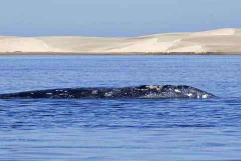 Pacific gray whale