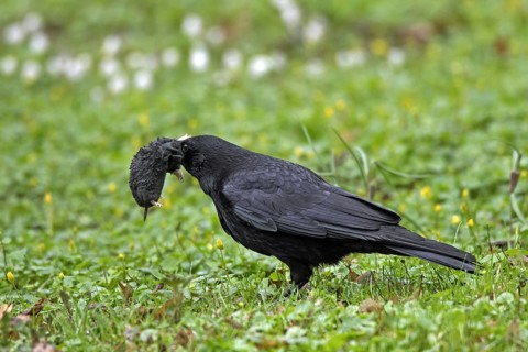 Carrion crow