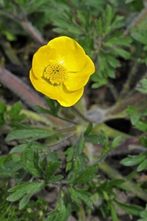 Bulbous buttercup